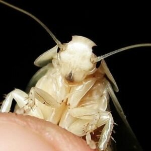 Белые тараканы в квартире — что это?