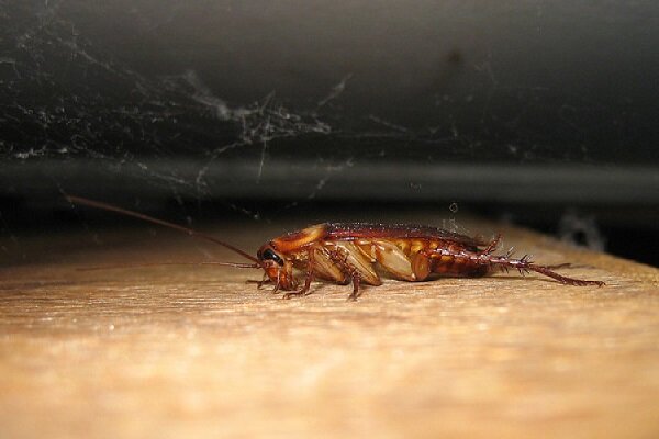 Какое самое эффективное средство от тараканов, способное настичь их в любом месте квартиры? Инсектициды и спреи