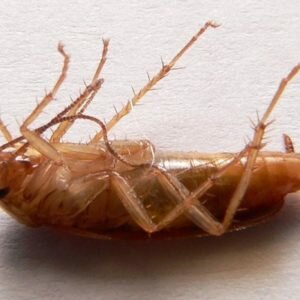 Сколько ног у таракана?