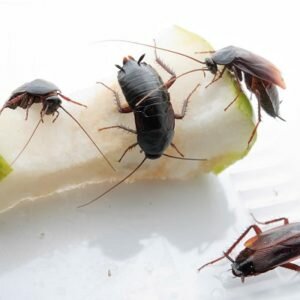 Откуда берутся и от чего появляются тараканы в квартире?