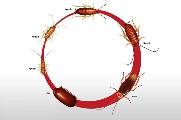 Жизненный цикл тараканов