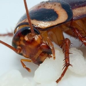 Кусаются ли домашние тараканы или нет?