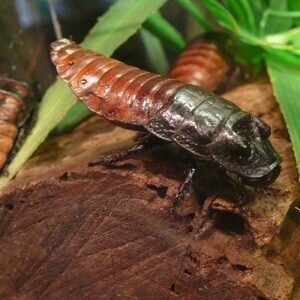 Сколько живут домашние тараканы?